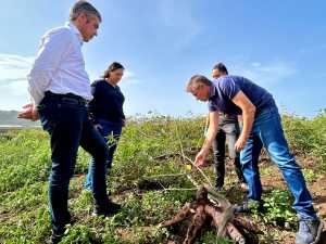 Los primeros datos sobre el cultivo de yuca cubana en Canarias sugieren su potencial para alimentación animal