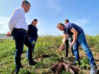 Los primeros datos sobre el cultivo de yuca cubana en Canarias sugieren su potencial para alimentación animal