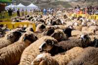 La Fiesta de la Lana de Caideros de Gáldar declarada Fiesta de Interés Turístico de Canarias