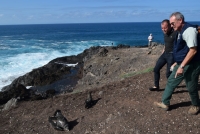 Diez crías de pardela cenicienta vuelan desde el Faro de Sardina