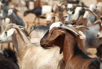 El Gobierno de Canarias concede 7,9 millones de euros en ayudas del POSEI a queserías y a la producción de leche de caprino y ovino