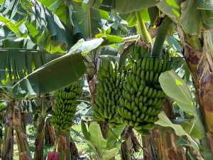 El Gobierno de Canarias abona el primer pago de la ayuda del POSEI al plátano