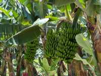 El Gobierno de Canarias abona el primer pago de la ayuda del POSEI al plátano