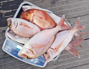 Inspección Pesquera levanta cinco actas por la captura ilegal de más de 48 kilos de pescado y marisco en Fuerteventura