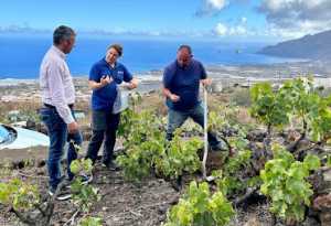 El Gobierno de Canarias lidera un proyecto para mejorar el potencial productivo de variedades de vid que diferencian a los vinos canarios