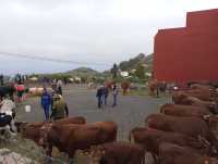 La Feria de Ganado de Montaña Alta se celebrará este sábado 28 de marzo