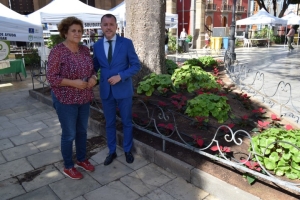 Parques y Jardines planta 4.000 flores de Pascua para embellecer Gáldar de cara a la Navidad