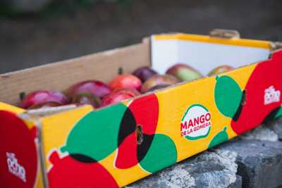 GMR Canarias impulsa la comercialización de más de 100.000 kg de mangos de La Gomera a través de una nueva imagen