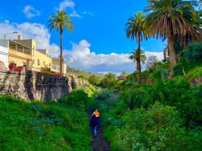 El Ayuntamiento trabaja en la limpieza y recuperación de los caminos rurales del barranco del Tundidor