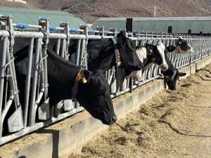 El Gobierno de Canarias convoca ayudas POSEI a la producción e industria láctea local por 13,4 M€