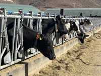 El Gobierno de Canarias convoca ayudas POSEI a la producción e industria láctea local por 13,4 M€