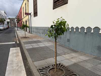 Parques y Jardines recupera los históricos naranjos del casco de San Juan
