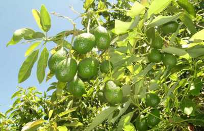 El Aguacate de Canarias, a un paso de conseguir el sello de calidad de Indicación Geográfica Protegida