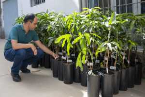 Mogán entrega 101 plantones de mango Ataúlfo a agricultores