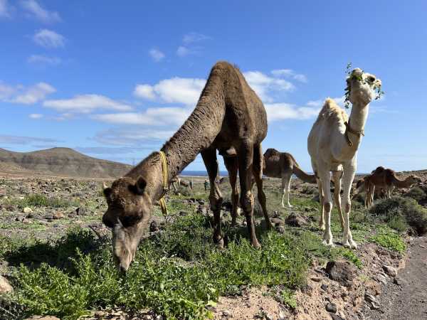 El Gobierno canario firma un convenio con la ULGPC para el control de la tripanosomosis en los camellos