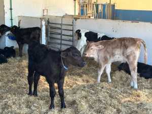 El Gobierno canario convoca ayudas POSEI a la reposición de vacuno de leche con novillas nacidas en Canarias