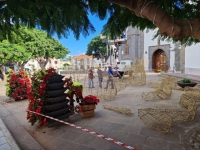 Telde colorea la Navidad en la ciudad con la plantación de 6.000 pascuas