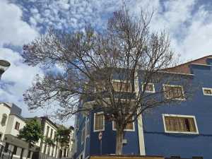 El Ayuntamiento de Guía revisa el estado de la Jacaranda tras la denuncia pública de Juntos por Guía