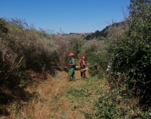 El Ayuntamiento realiza tareas de desbroce y limpieza de caminos rurales en Saucillo y Samarrita