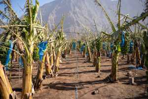 Los agricultores canarios notifican a las aseguradoras daños en 9.597 parcelas tras el paso de la borrasca Dorothea