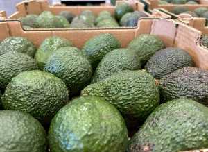 El ‘Aguacate de Canarias’ obtiene el sello de calidad europeo de Indicación Geográfica Protegida (IGP)