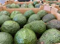 El ‘Aguacate de Canarias’ obtiene el sello de calidad europeo de Indicación Geográfica Protegida (IGP)