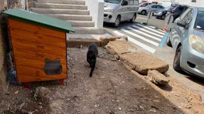 Gáldar coloca casetas para favorecer la alimentación de las colonias felinas autorizadas en el municipio