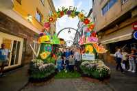 La primavera ya luce en las calles del casco histórico con el inicio de &#039;Gáldar en Flor&#039;