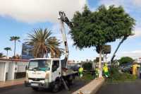Jornada formativa en Maspalomas para combatir la diocalandra en las palmera