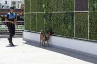 La Unidad Canina de la Policía Local de Mogán planta cara al menudeo de droga