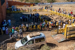 Gáldar habilita cuatro aparcamientos especiales para la Fiesta de la Lana de este martes y Global refuerza la Línea 106