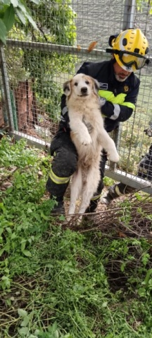 El can, asistido por Gesplan, se encontraba atrapado entre varias tuneras, en la zona rústica del casco de Jinámar, en el momento del auxilio, y actualmente está hospitalizado luchando por su vida    La Concejalía de Bienestar Animal, liderada po