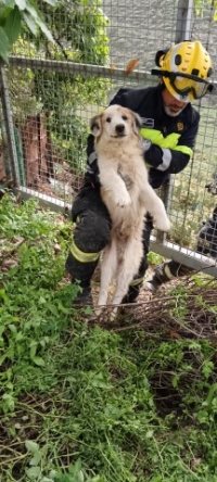 El can, asistido por Gesplan, se encontraba atrapado entre varias tuneras, en la zona rústica del casco de Jinámar, en el momento del auxilio, y actualmente está hospitalizado luchando por su vida La Concejalía de Bienestar Animal, liderada po