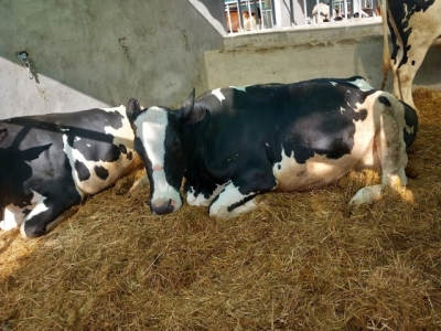 XXX Feria de Ganado en la Granja Agrícola del Cabildo