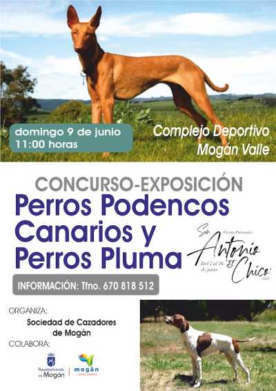 Concurso de podencos y test de conducta canina el 9 de junio en el casco de Mogán