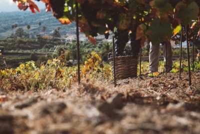Comienza la vendimia en la DOP Islas Canarias – Canary Wine