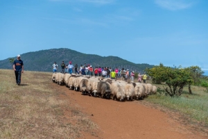 El Ayuntamiento de Gáldar invita a descubrir la huella de los pastores trashumantes en una actividad de senderismo