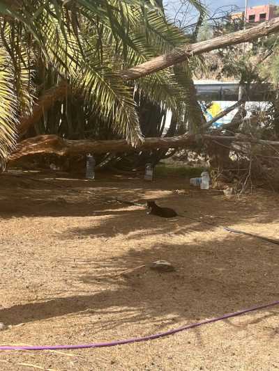 La sobrealimentación sin permiso de una colonia felina pone en peligro a la fauna de la Reserva Natural de las Dunas