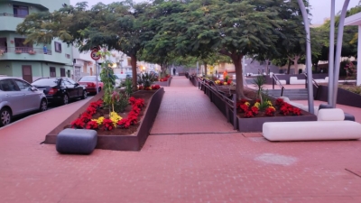 San Bartolomé de Tirajana  planta 3.000 pascuas navideñas