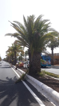 Parques y Jardines finaliza los trabajos de poda, limpieza y saneamiento de la Avenida del Cabildo cuatro días antes de lo previsto