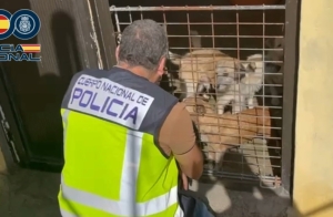 La intervención de la Concejalía de Bienestar Animal concluye con la detención del presunto autor de un delito de maltrato animal en Telde