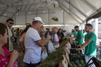 El aguacate moganero conquista en su feria de invierno de Arguineguín