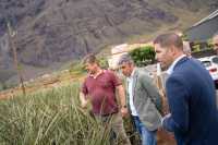 El Gobierno de Canarias inicia la fase clave de las investigaciones para la recuperación del cultivo de la piña en El Hierro