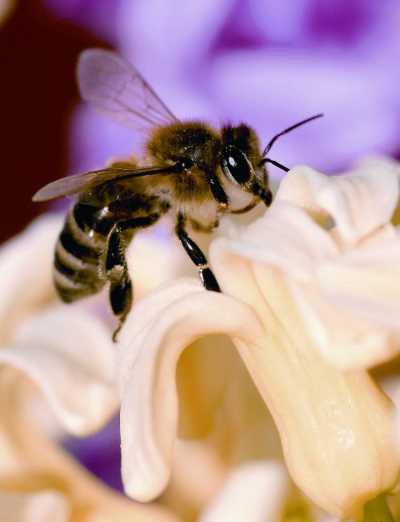 El Gobierno de Canarias concede 543.000 euros en ayudas POSEI a la producción de miel de la raza autóctona de abeja negra