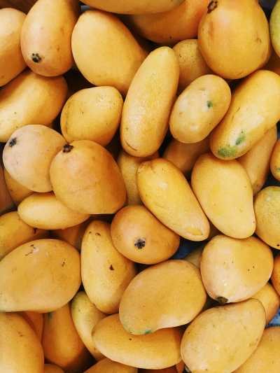 Mogán promueve la introducción  de la variedad de mango Ataúlfo con la entrega de 100 plantones
