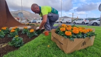 Gáldar embellece sus jardineras con 4.000 tagetes renovados y 450 petunias