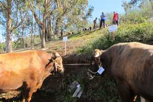 La llegada de la borrasca ‘Therese’ obliga a aplazar los actos de las fiestas de San José en el barrio guiense de Montaña Alta