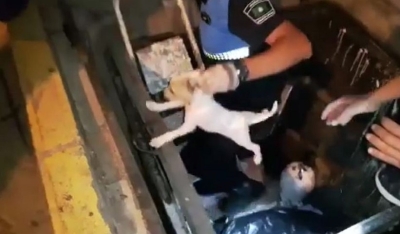 La Policía Local de Ingenio consigue un galardón nacional por sus actuaciones por la protección animal