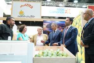 Canarias triplicó los envíos de aguacate al mercado peninsular y extranjero en 2024