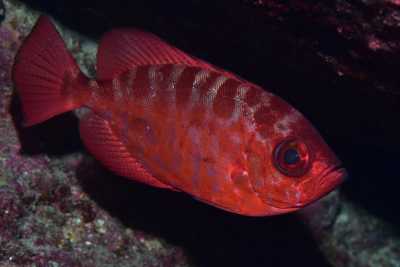 El FotoSub Sardina 2024 bate el récord de Canarias de especies diferentes registradas en su modalidad ‘Caza’